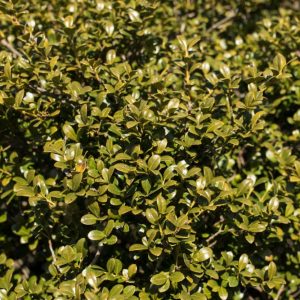 3 gallon 15" - Chilly Willy Japanese Holly (ILEX C. WINTERSCAPE CHILLY WILLY) - 3 gallon 15" - 3 gallon 15"
