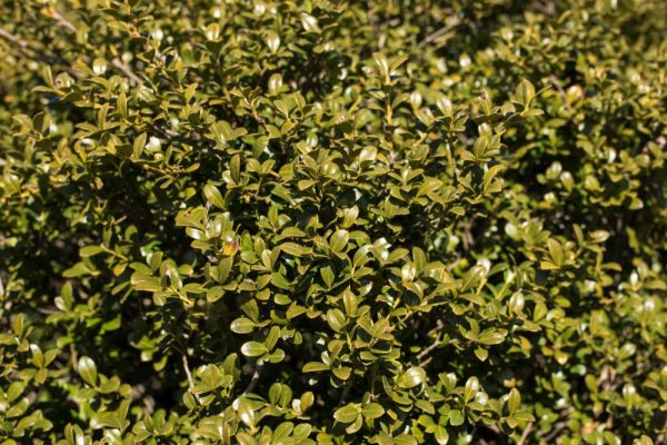 3 gallon 15" - Chilly Willy Japanese Holly (ILEX C. WINTERSCAPE CHILLY WILLY) - 3 gallon 15" - 3 gallon 15"