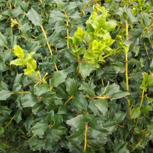 3 gallon 15" - China Boy™ Meserve Holly (ILEX X MES. CHINA BOY) - 3 gallon 15" - 3 gallon 15"