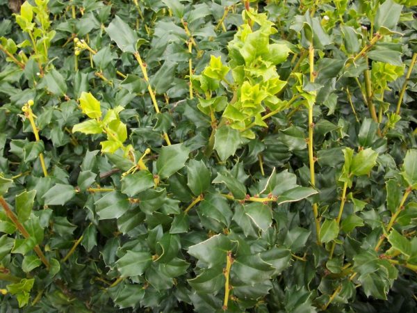 3 gallon 15" - China Boy™ Meserve Holly (ILEX X MES. CHINA BOY) - 3 gallon 15" - 3 gallon 15"