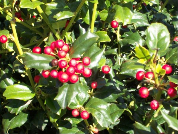 3 gallon 15" - China Dynasty (China Boy/China Girl) Holly (ILEX X MES. CHINA DYNASTY) - 3 gallon 15" - 3 gallon 15"