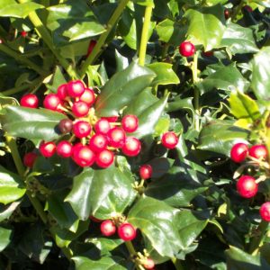 3 gallon 15" - China Girl™ Broadleaf Holly (ILEX X MES. CHINA GIRL) - 3 gallon 15" - 3 gallon 15"