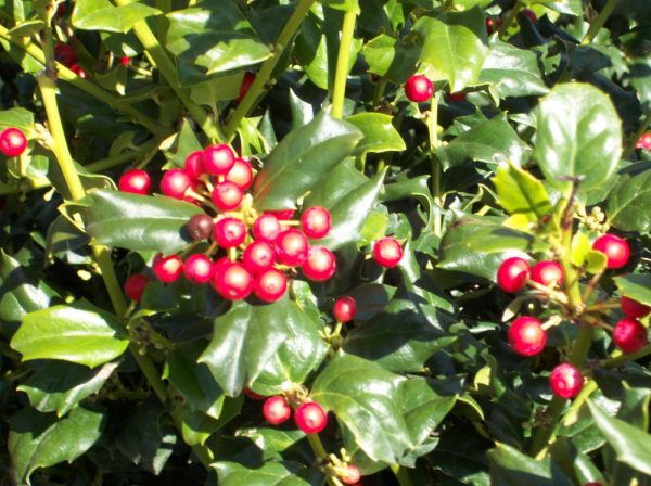 3 gallon 15" - China Girl™ Broadleaf Holly (ILEX X MES. CHINA GIRL) - 3 gallon 15" - 3 gallon 15"