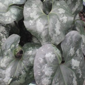 1 gallon - Chinese Wild Ginger (ASARUM SPLENDENS) - 1 gallon - 1 gallon