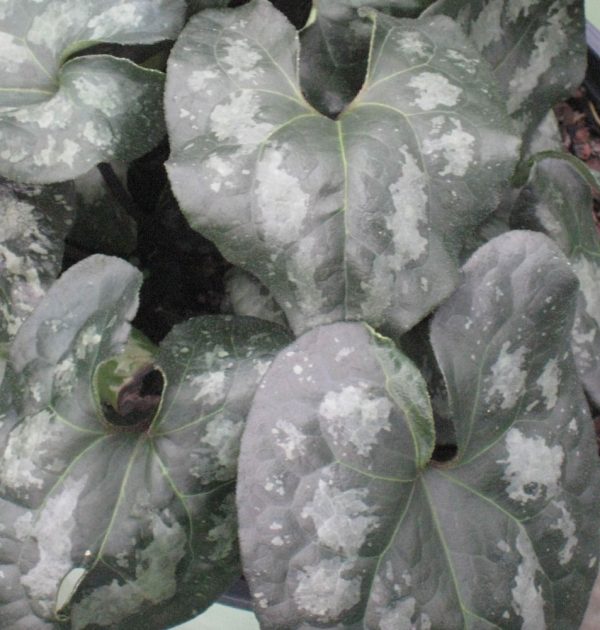 1 gallon - Chinese Wild Ginger (ASARUM SPLENDENS) - 1 gallon - 1 gallon