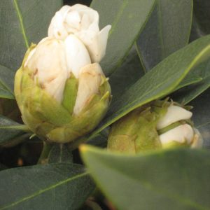 3 gallon 15" - Chionoides Rhododendron (RHODO. CHIONOIDES) - 3 gallon 15" - 3 gallon 15"