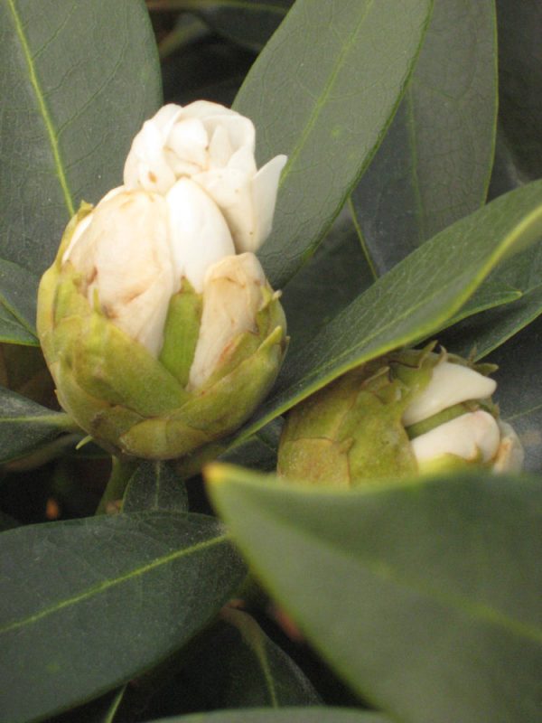 3 gallon 15" - Chionoides Rhododendron (RHODO. CHIONOIDES) - 3 gallon 15" - 3 gallon 15"