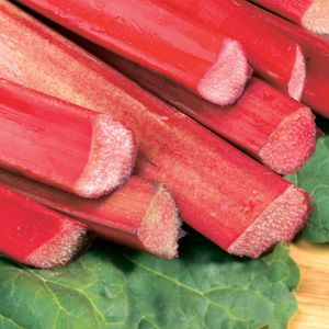 1 gallon - Chipmans Canada Red Rhubarb (RHEUM CHIPMANS CANADA RED) - 1 gallon - 1 gallon