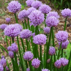 1 gallon - Chivette Chives (ALLIUM CHIVETTE) - 1 gallon - 1 gallon