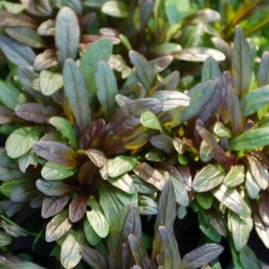 1 gallon - Chocolate Chip Bugleweed (AJUGA CHOCOLATE CHIP) - 1 gallon - 1 gallon