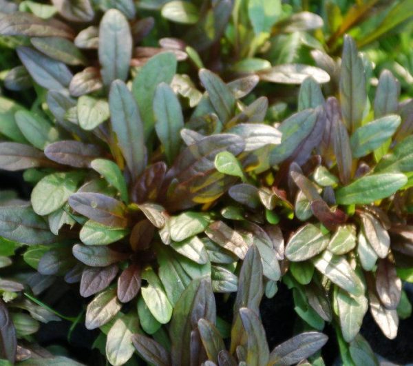 1 gallon - Chocolate Chip Bugleweed (AJUGA CHOCOLATE CHIP) - 1 gallon - 1 gallon