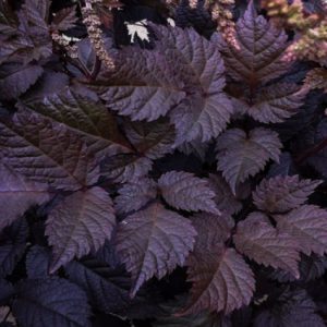 1 gallon - Chocolate Shogun Astilbe (ASTILBE CHOCOLATE SHOGUN) - 1 gallon - 1 gallon