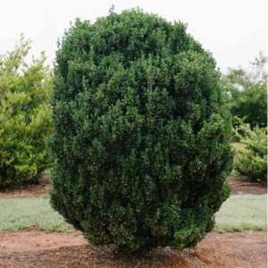 3 gallon - Chubby Hubby™ Japanese Holly (ILEX C. CHUBBY HUBBY) - 3 gallon - 3 gallon