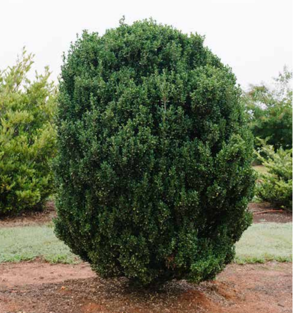 3 gallon - Chubby Hubby™ Japanese Holly (ILEX C. CHUBBY HUBBY) - 3 gallon - 3 gallon