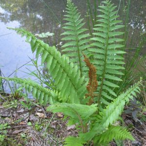 1 gallon - Cinnamon Fern (FERN -CINNAMON) - 1 gallon - 1 gallon