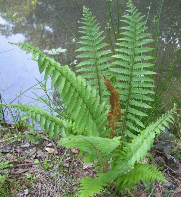 1 gallon - Cinnamon Fern (FERN -CINNAMON) - 1 gallon - 1 gallon