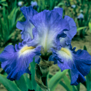 1 gallon - City Lights Reblooming Bearded Iris (IRIS GERMANICA CITY LIGHTS) - 1 gallon - 1 gallon