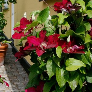 1 gallon - Clematis Jie™ (CLEMATIS JIE) - 1 gallon - 1 gallon