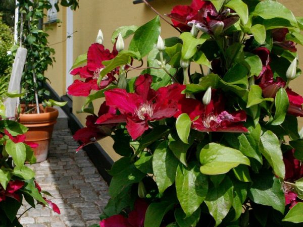 1 gallon - Clematis Jie™ (CLEMATIS JIE) - 1 gallon - 1 gallon