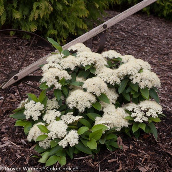 3 gallon 12" - Color Choice® Lil’ Ditty® Witherod Viburnum (Viburnum cassinoides ‘SMNVCDD’) - 3 gallon 12" - 3 gallon 12"