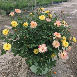 3 gallon - Color Cocktail Rose (ROSE COLOR COCKTAIL) - 3 gallon - 3 gallon