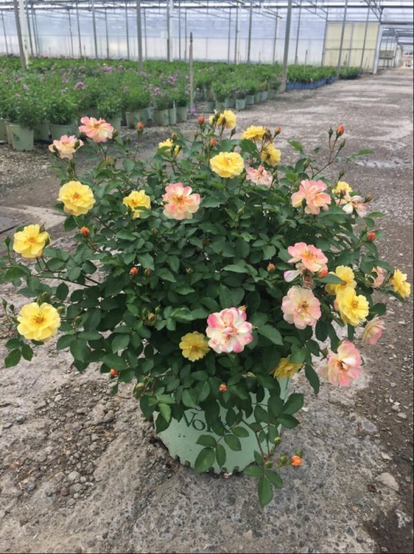 3 gallon - Color Cocktail Rose (ROSE COLOR COCKTAIL) - 3 gallon - 3 gallon