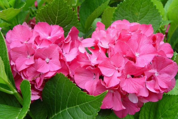 1 gallon - Color Fantasy® Hydrangea (HYDRANGEA M. COLOR FANTASY) - 1 gallon - 1 gallon