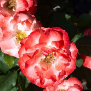 3 gallon - Color Splash® Rose (ROSE COLOR SPLASH) - 3 gallon - 3 gallon