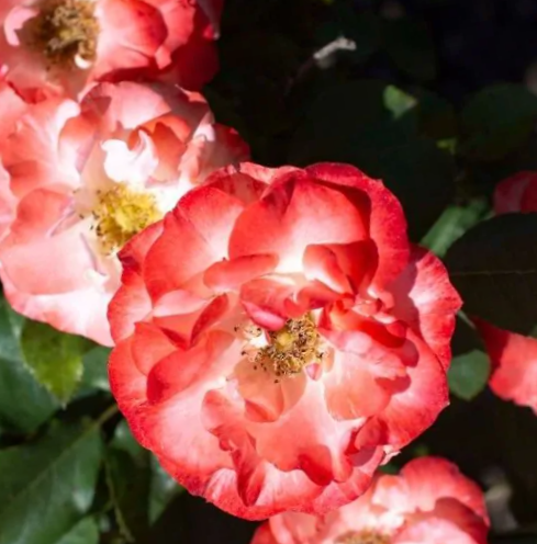 3 gallon - Color Splash® Rose (ROSE COLOR SPLASH) - 3 gallon - 3 gallon