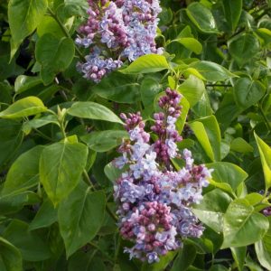 3 gallon 15" - Common Lilac (SYRINGA VULGARIS) - 3 gallon 15" - 3 gallon 15"