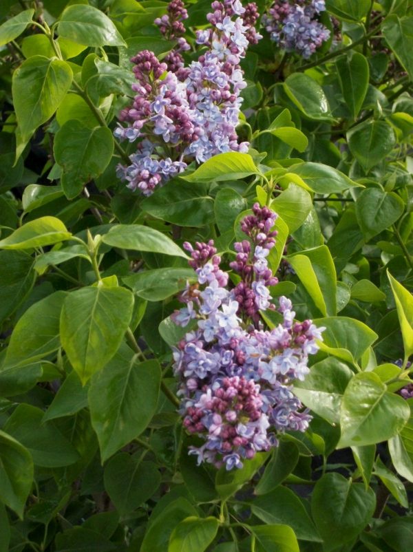 3 gallon 15" - Common Lilac (SYRINGA VULGARIS) - 3 gallon 15" - 3 gallon 15"