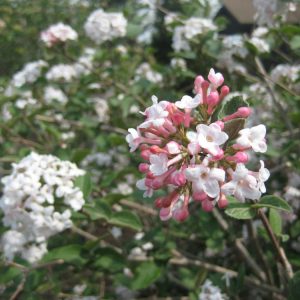 3 gallon 18" - Compact Korean Spice Viburnum (VIBURNUM X CAYUGA) - 3 gallon 18" - 3 gallon 18"