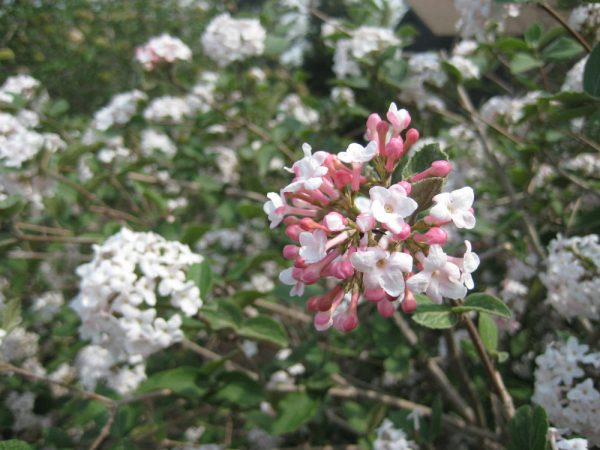 3 gallon 18" - Compact Korean Spice Viburnum (VIBURNUM X CAYUGA) - 3 gallon 18" - 3 gallon 18"