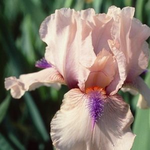 1 gallon - Concertina Reblooming Bearded Iris (IRIS GERMANICA CONCERTINA) - 1 gallon - 1 gallon