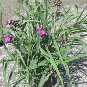 1 gallon - Concord Grape Spiderwort (TRADE. CONCORD GRAPE) - 1 gallon - 1 gallon
