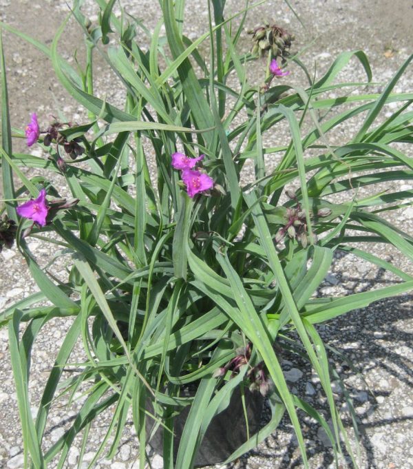 1 gallon - Concord Grape Spiderwort (TRADE. CONCORD GRAPE) - 1 gallon - 1 gallon