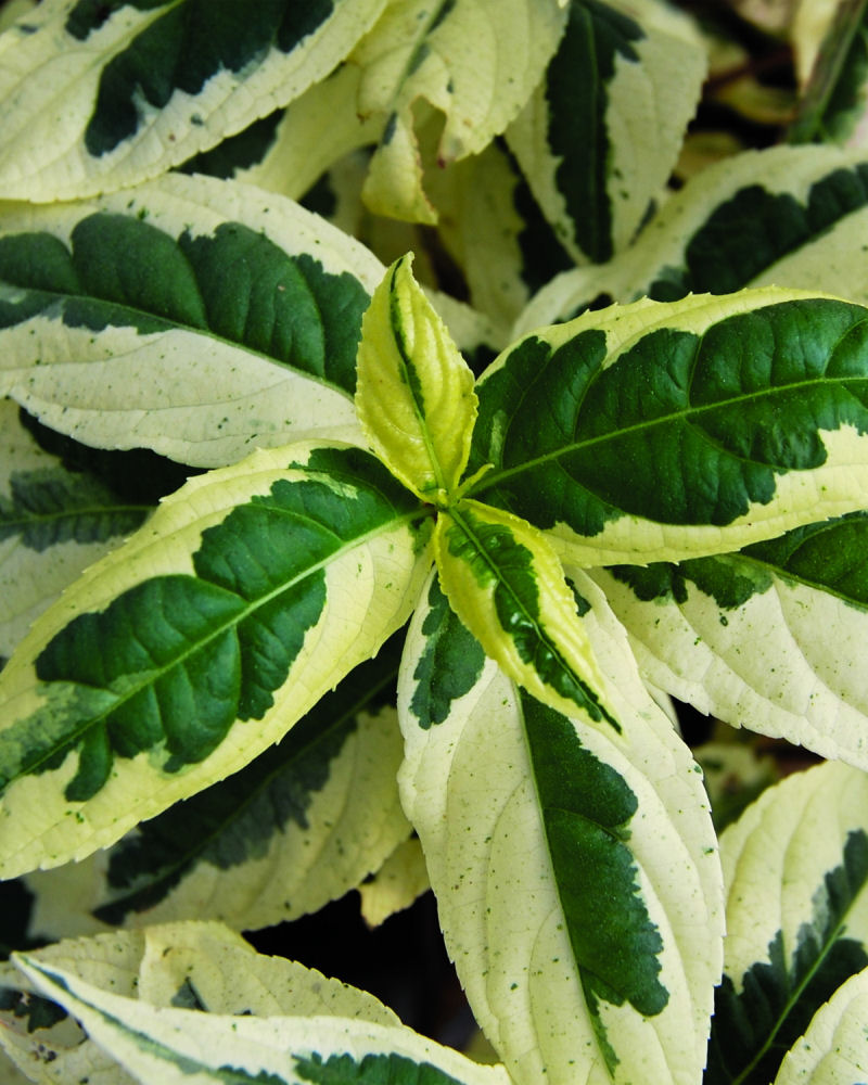 3 gallon 12" - Cool Splash® Dwarf Bush Honeysuckle (DIERVILLA COOL SPLASH) - 3 gallon 12" - 3 gallon 12"