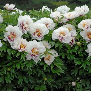 2 gallon - Cora Louise Itoh Peony (PAEONIA I CORA LOUISE  (PINK)) - 2 gallon - 2 gallon