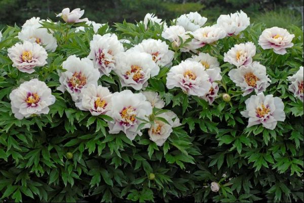 2 gallon - Cora Louise Itoh Peony (PAEONIA I CORA LOUISE  (PINK)) - 2 gallon - 2 gallon