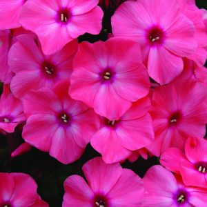 1 gallon - Coral Crème Drop™ Phlox (PHLOX PAN. CORAL CREME DROP) - 1 gallon - 1 gallon