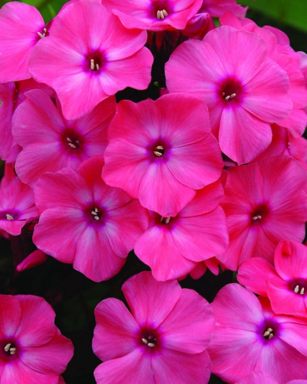 1 gallon - Coral Crème Drop™ Phlox (PHLOX PAN. CORAL CREME DROP) - 1 gallon - 1 gallon
