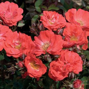 1 gallon - Coral Drift® Rose (ROSE DRIFT CORAL) - 1 gallon - 1 gallon
