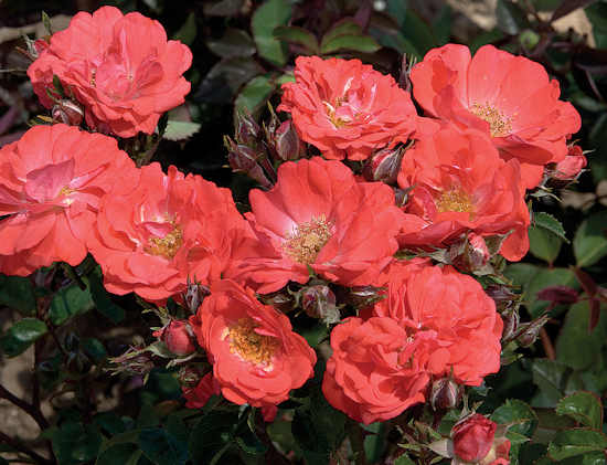 1 gallon - Coral Drift® Rose (ROSE DRIFT CORAL) - 1 gallon - 1 gallon