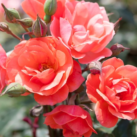3 gallon - Coral Knock Out® Rose (ROSE K.O. CORAL KNOCKOUT) - 3 gallon - 3 gallon