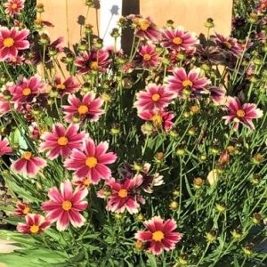 1 gallon - Coreopsis Lil Bang™ Candy Stripes (COREOPSIS X LIL BANG CANDY STRIPES) - 1 gallon - 1 gallon