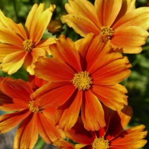 1 gallon - Coreopsis Lil Bang™ Darling Clemantine (COREOPSIS X LIL BANG DARLING CLEMANTINE) - 1 gallon - 1 gallon