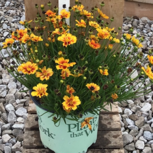 1 gallon - Coreopsis Lil Bang™ Fire Wheel (COREOPSIS X LIL BANG FIRE WHEEL) - 1 gallon - 1 gallon