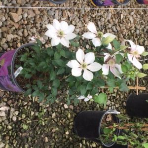 1 gallon - Corinne™ Clematis (CLEMATIS CORINNE) - 1 gallon - 1 gallon