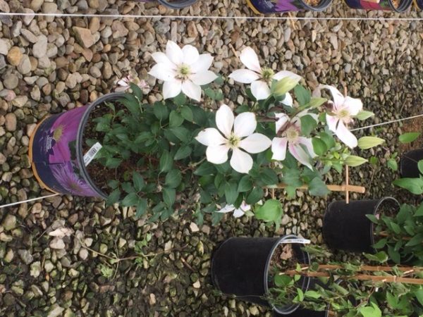1 gallon - Corinne™ Clematis (CLEMATIS CORINNE) - 1 gallon - 1 gallon