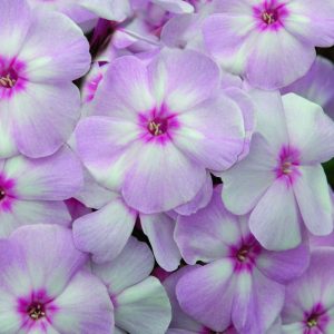 1 gallon - Cotton Candy™ Phlox (PHLOX PAN. COTTON CANDY) - 1 gallon - 1 gallon